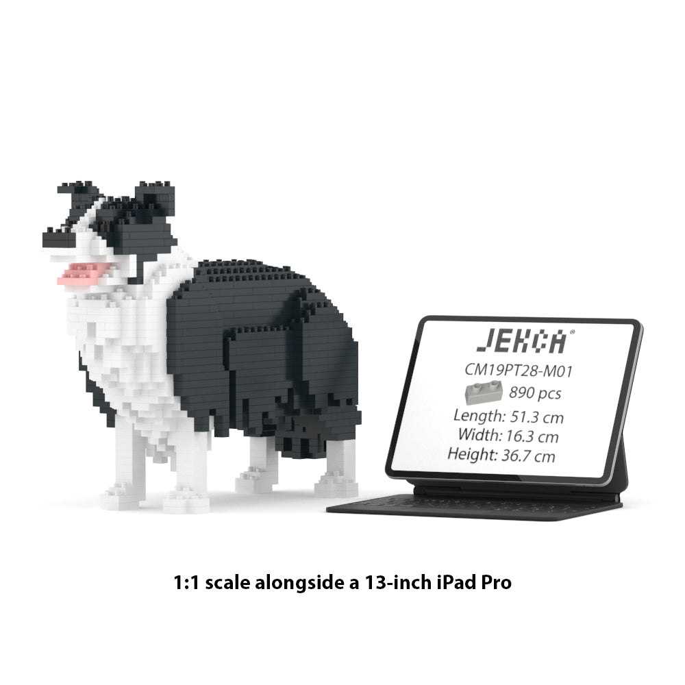 Border Collie 01-M01