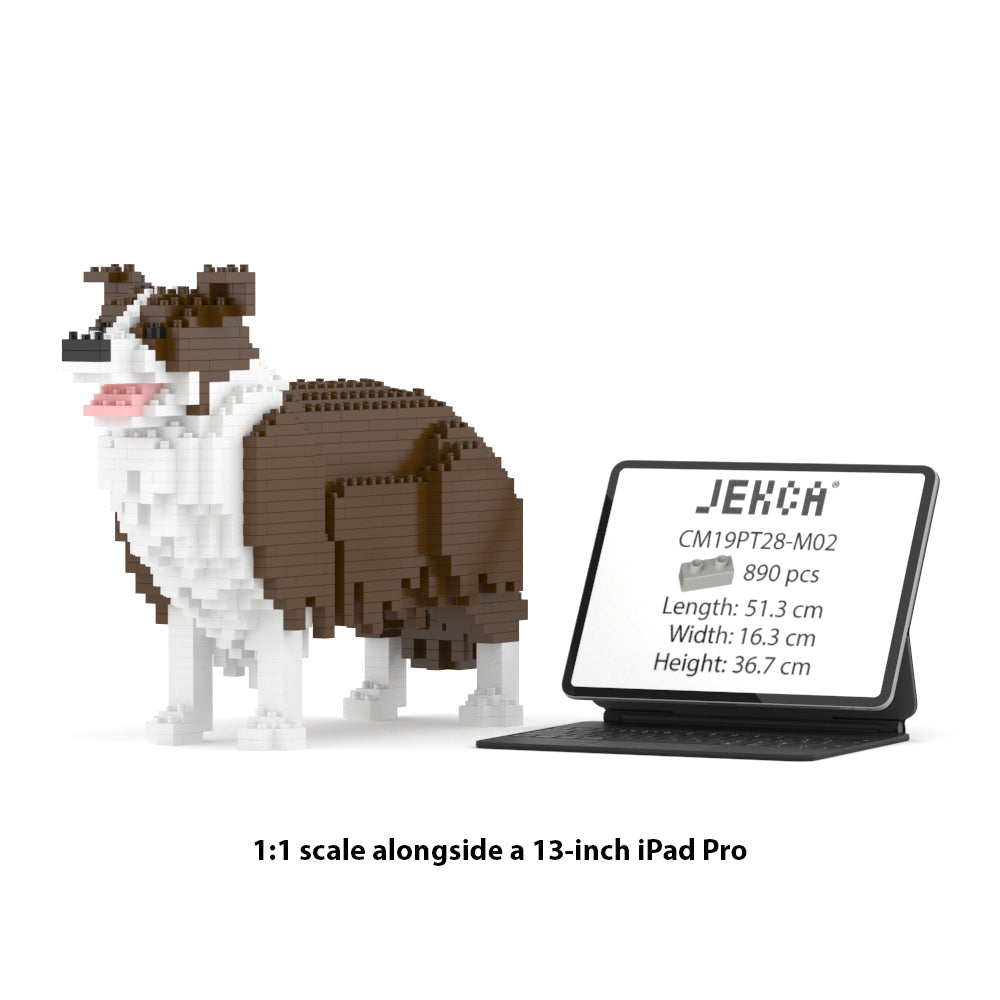 Border Collie 01-M02
