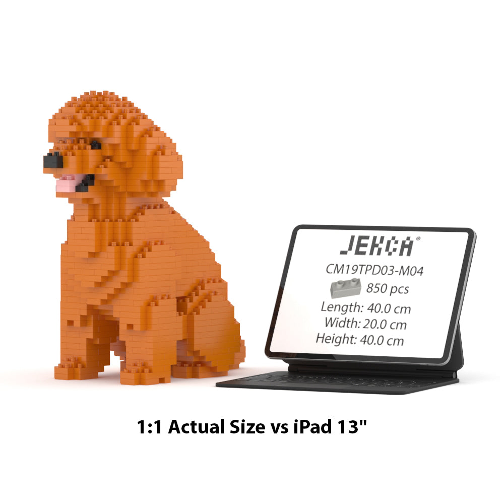 Toy Poodle 03-M04