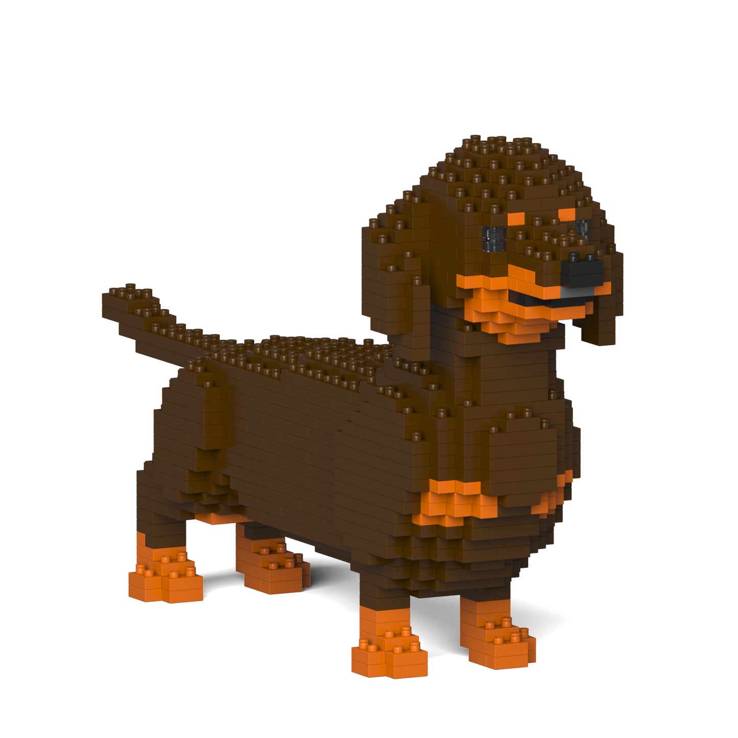 Dachshund 02-M02