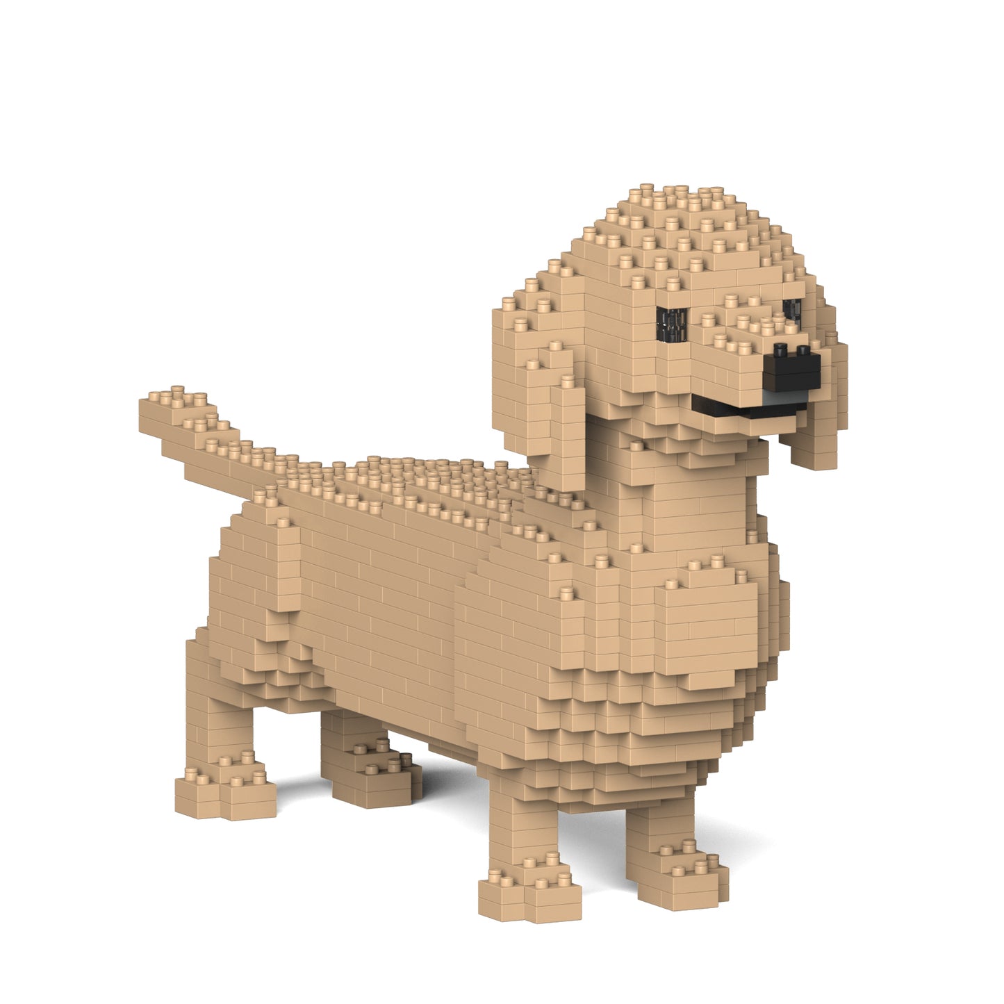 Dachshund 02-M03