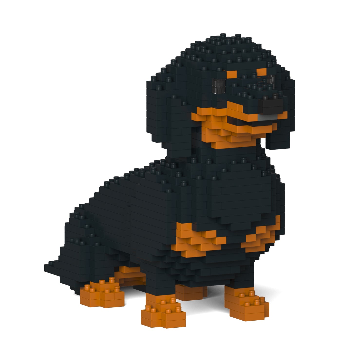 Dachshund 03-M01