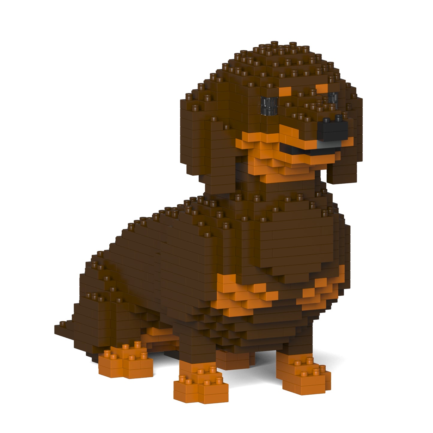 Dachshund 03-M02