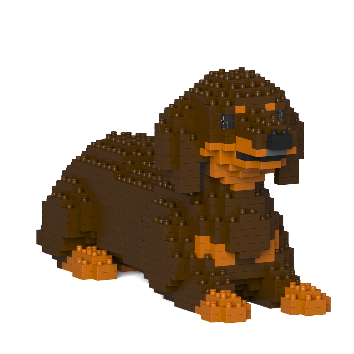 Dachshund 04-M02