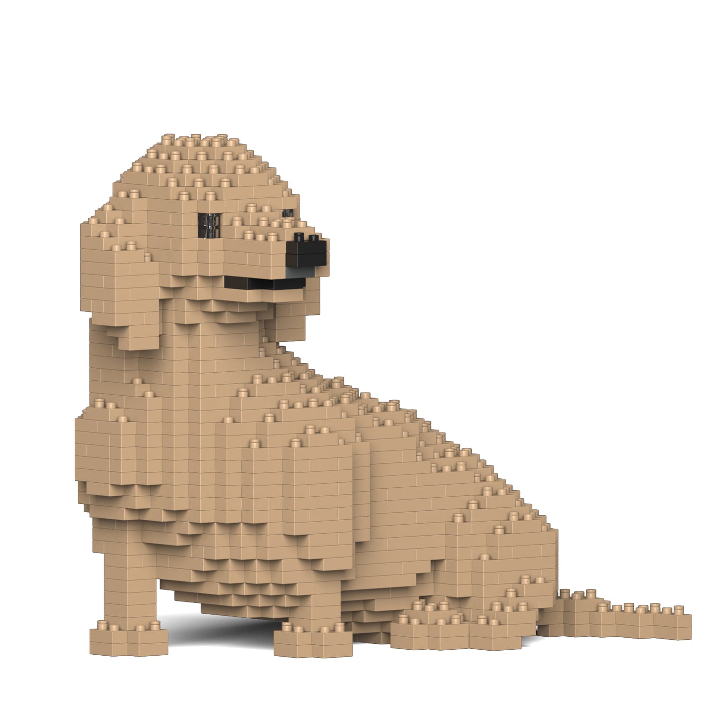 Dachshund 05-M03