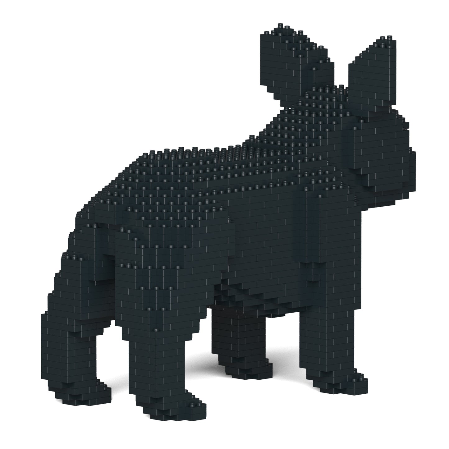 French Bulldog 02-M03