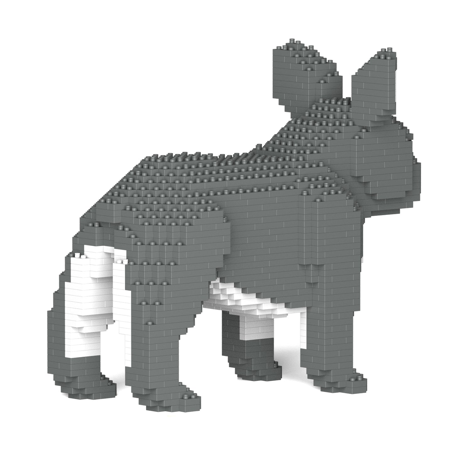 French Bulldog 02-M05