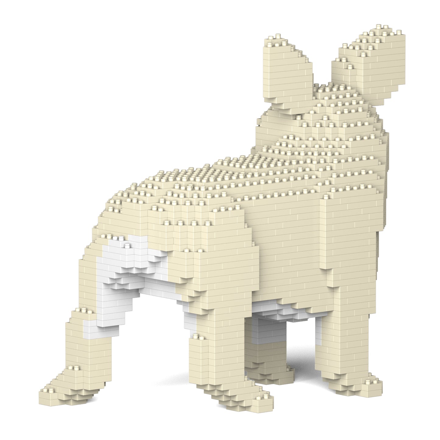 French Bulldog 03-M02