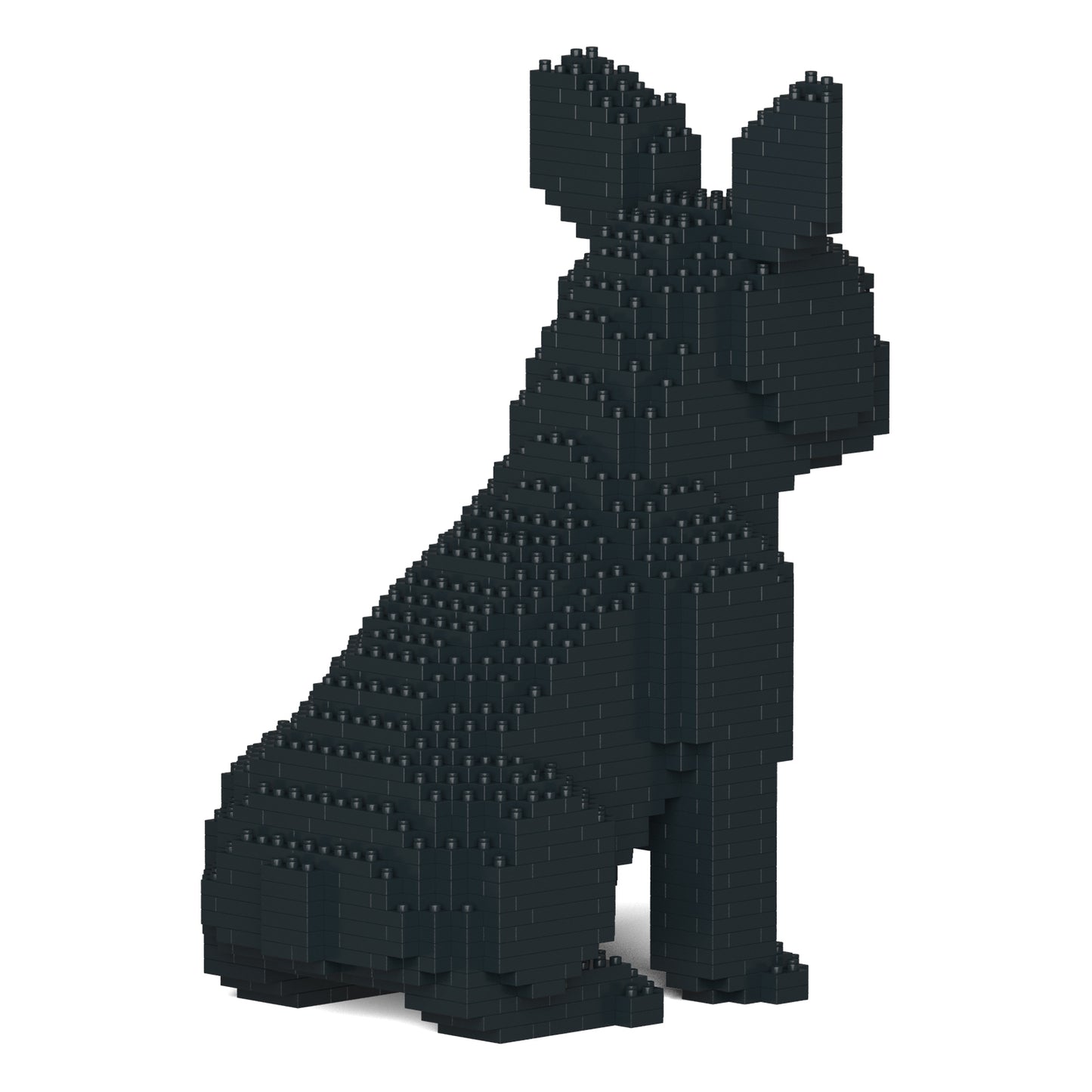French Bulldog 04-M03