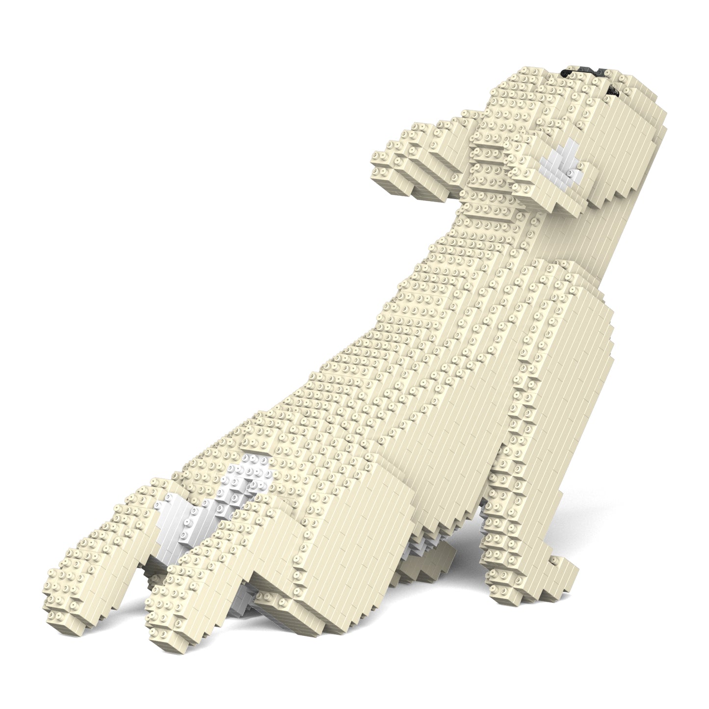 French Bulldog 05-M02