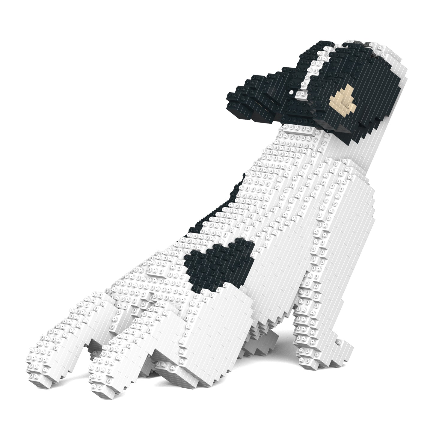French Bulldog 05-M04