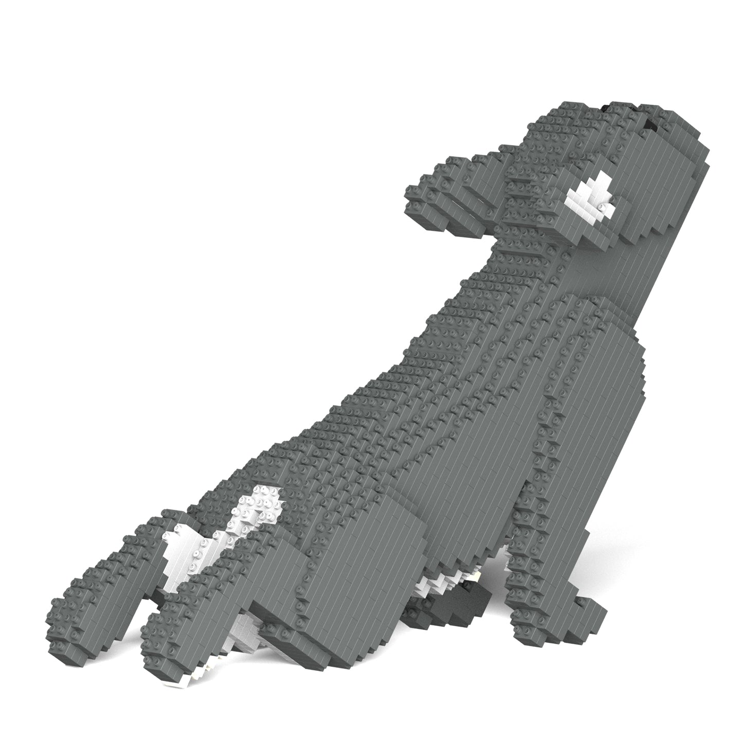 French Bulldog 05-M05