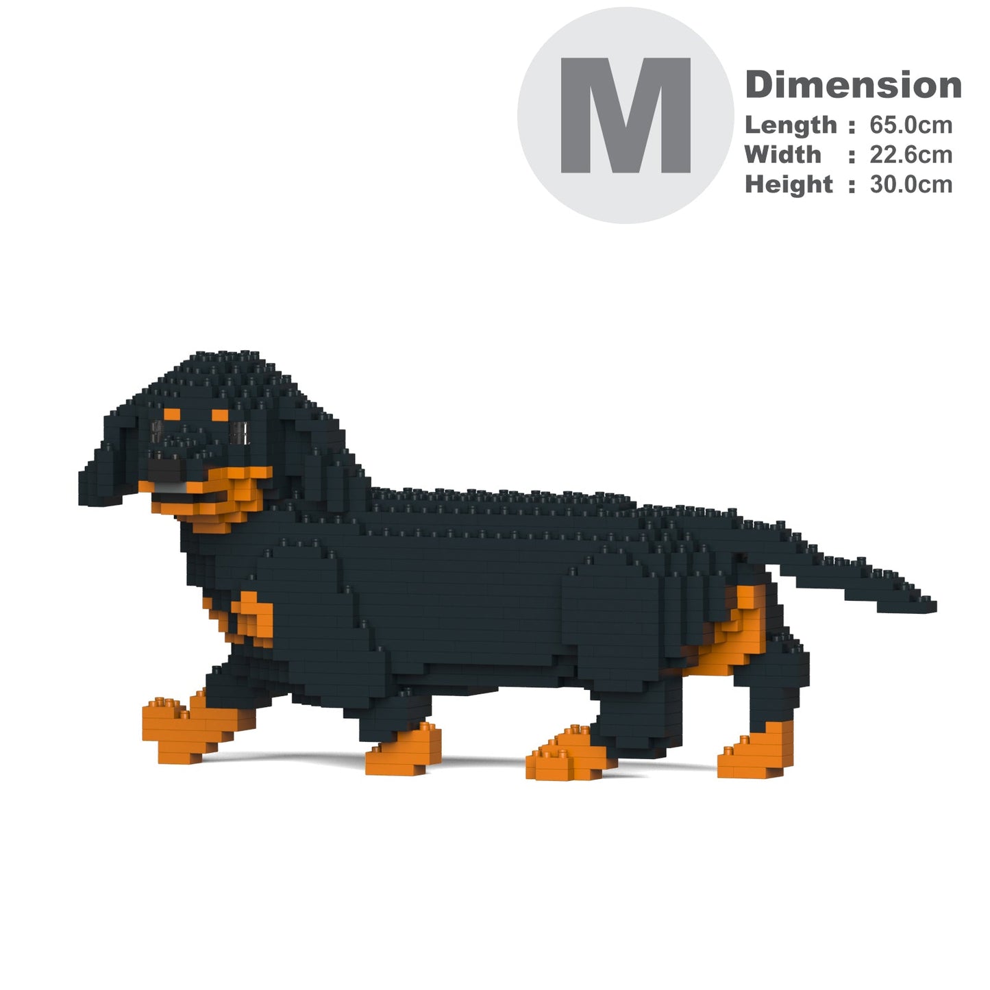 Dachshund 06-M01