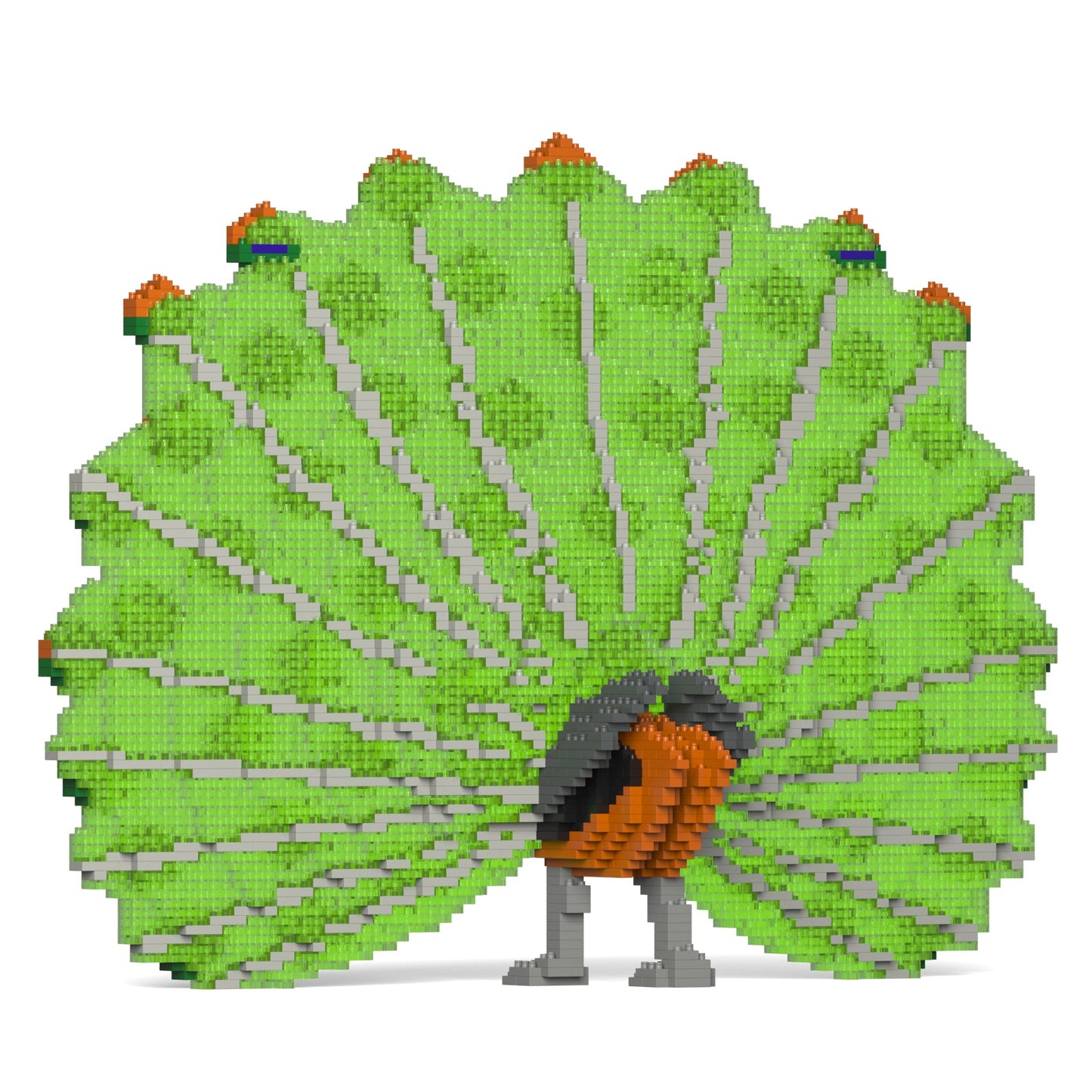 Peacock 01