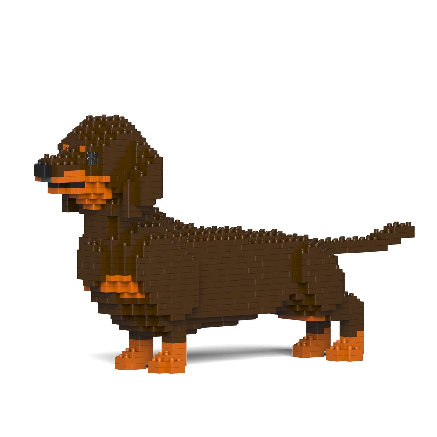 Dachshund 02-M02