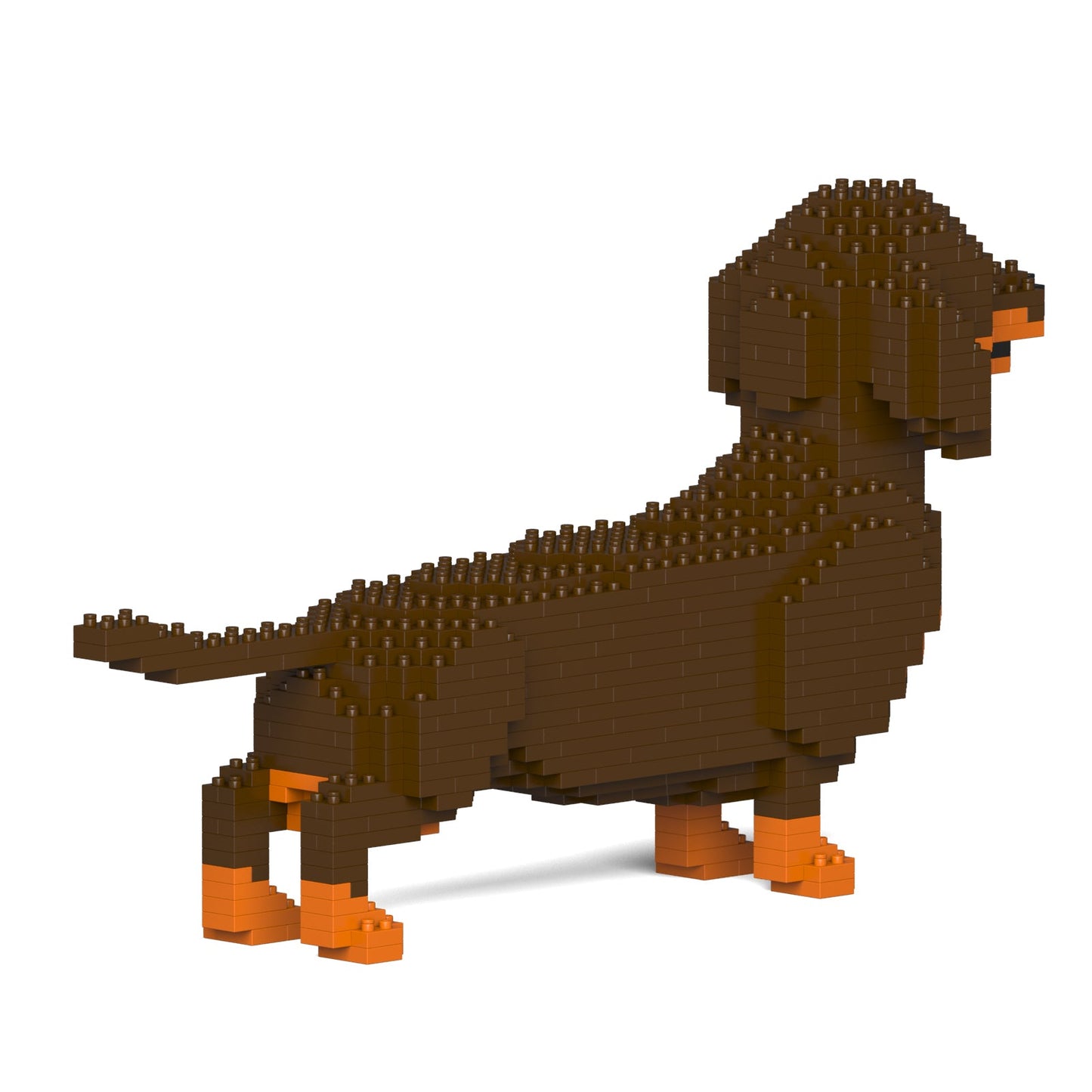 Dachshund 02-M02