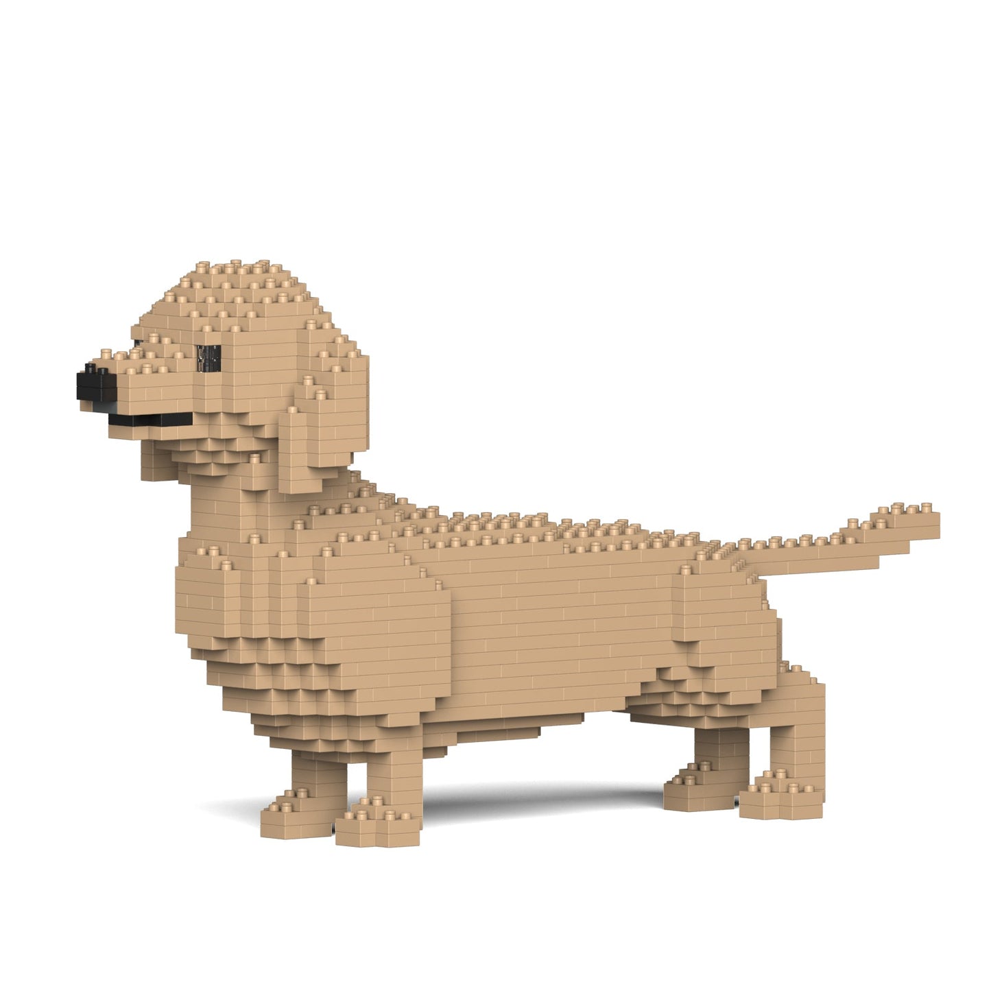 Dachshund 02-M03