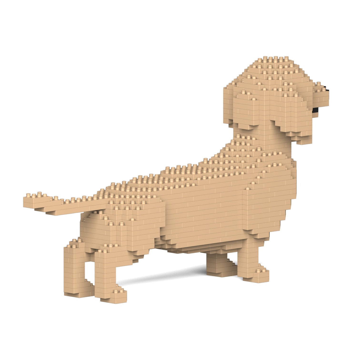 Dachshund 02-M03
