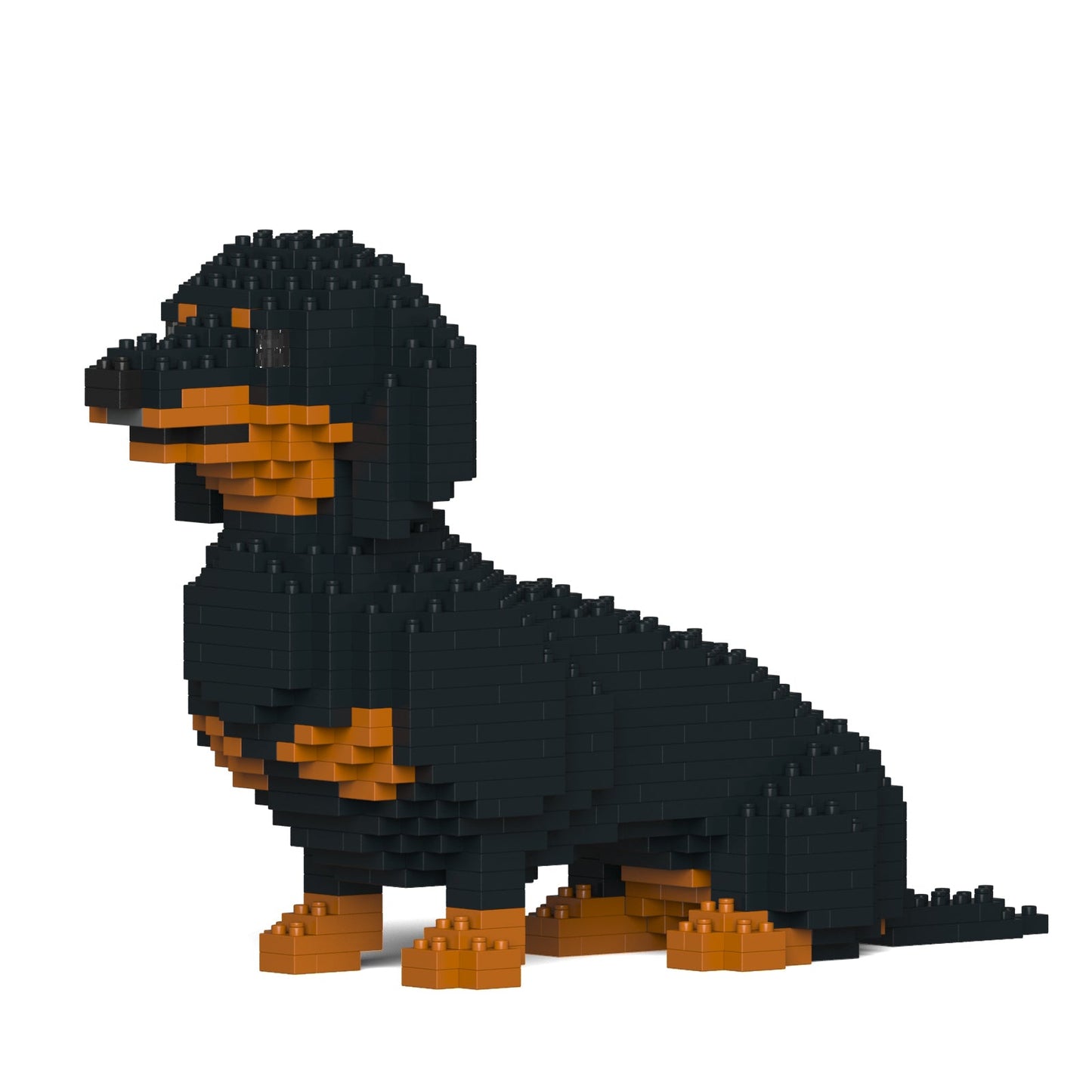 Dachshund 03-M01