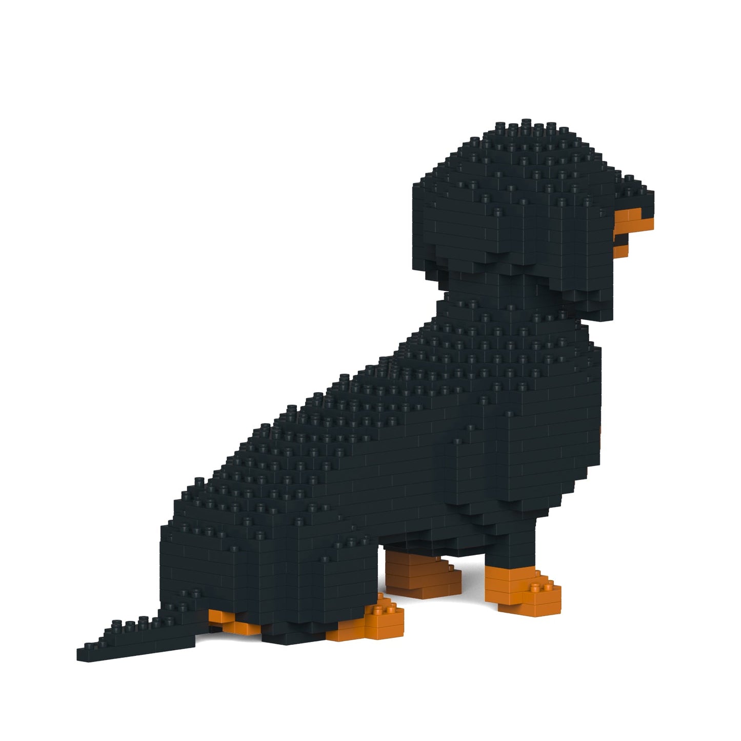 Dachshund 03-M01