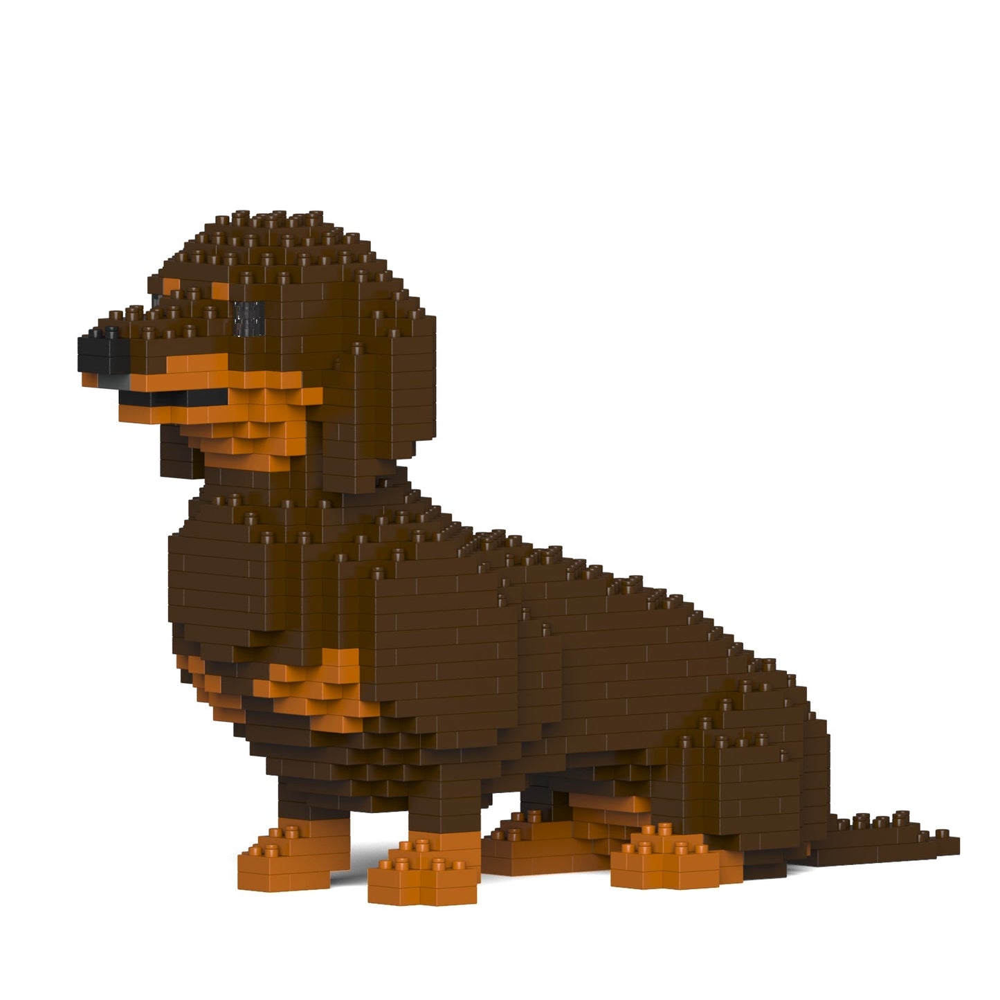 Dachshund 03-M02