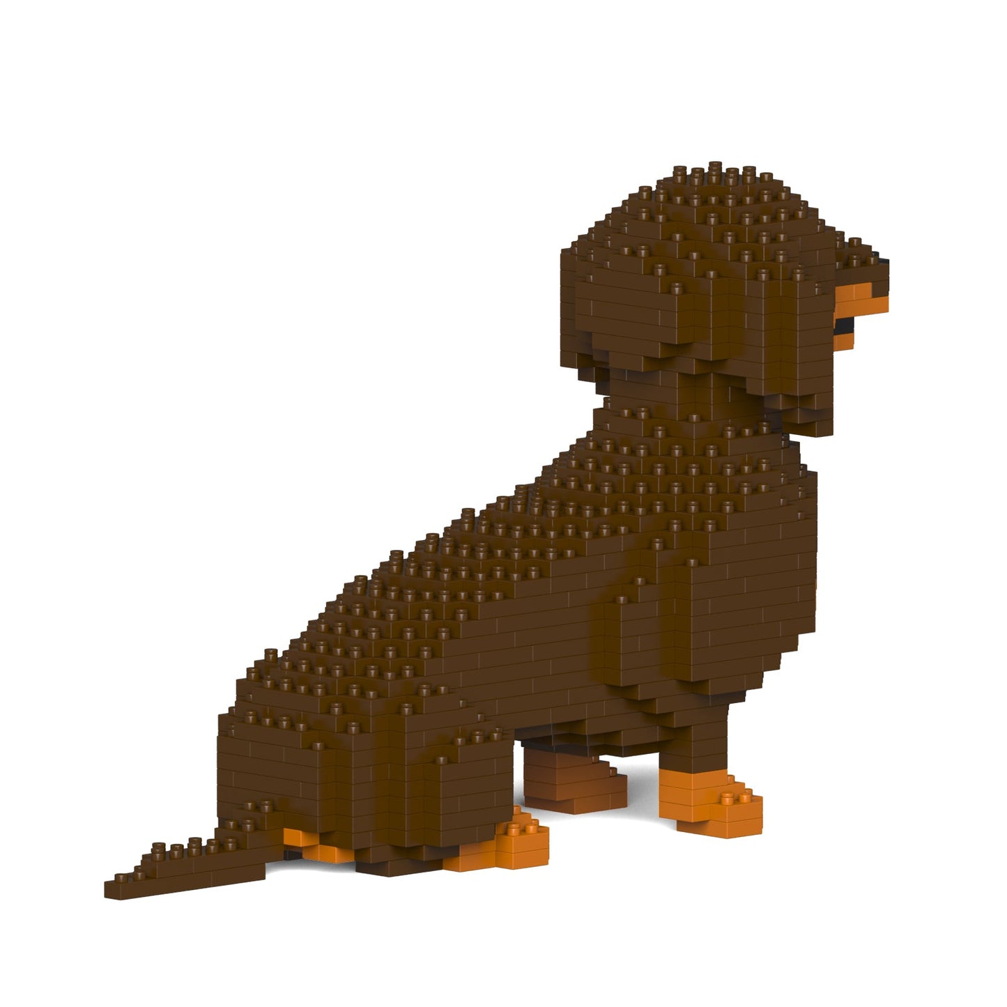 Dachshund 03-M02