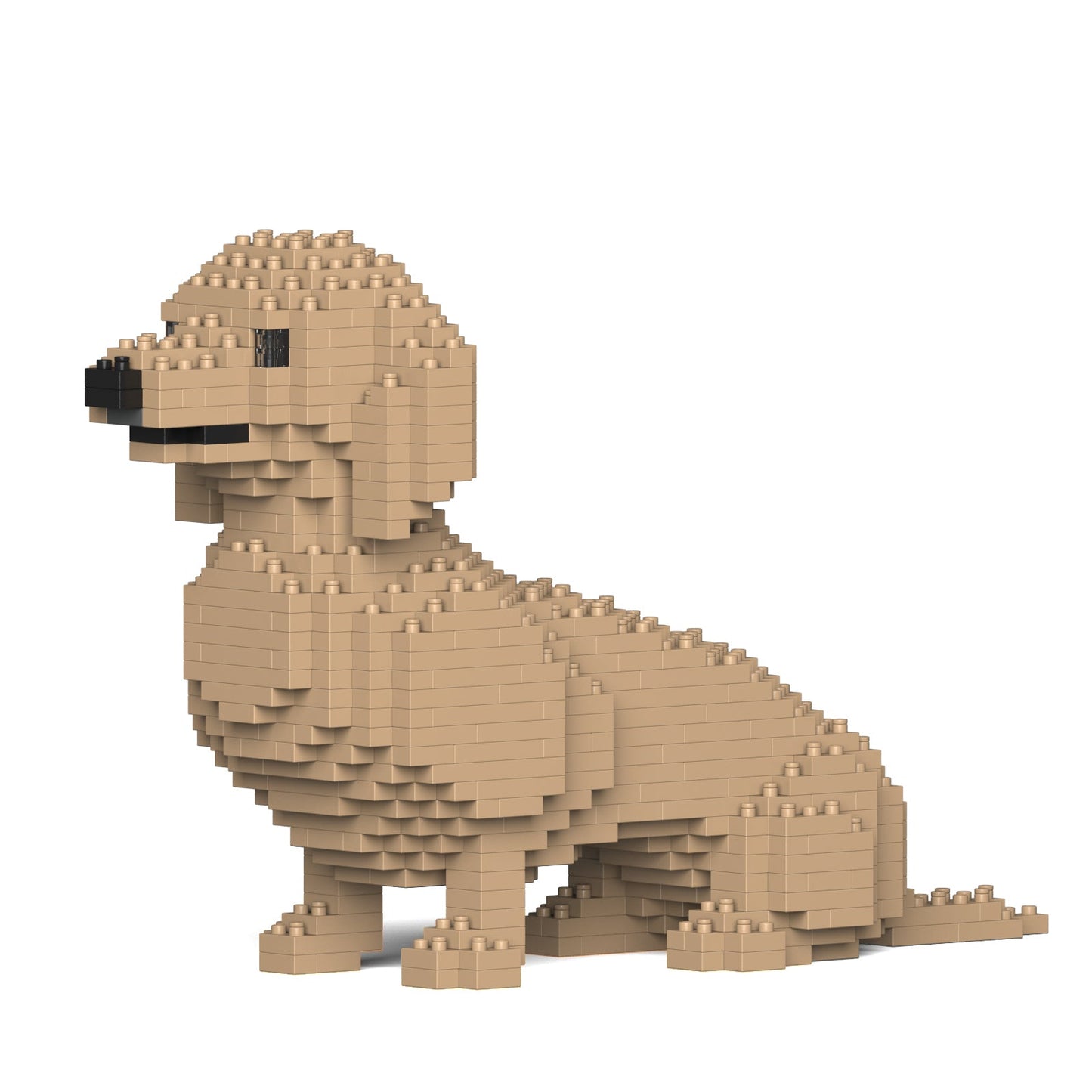 Dachshund 03-M03