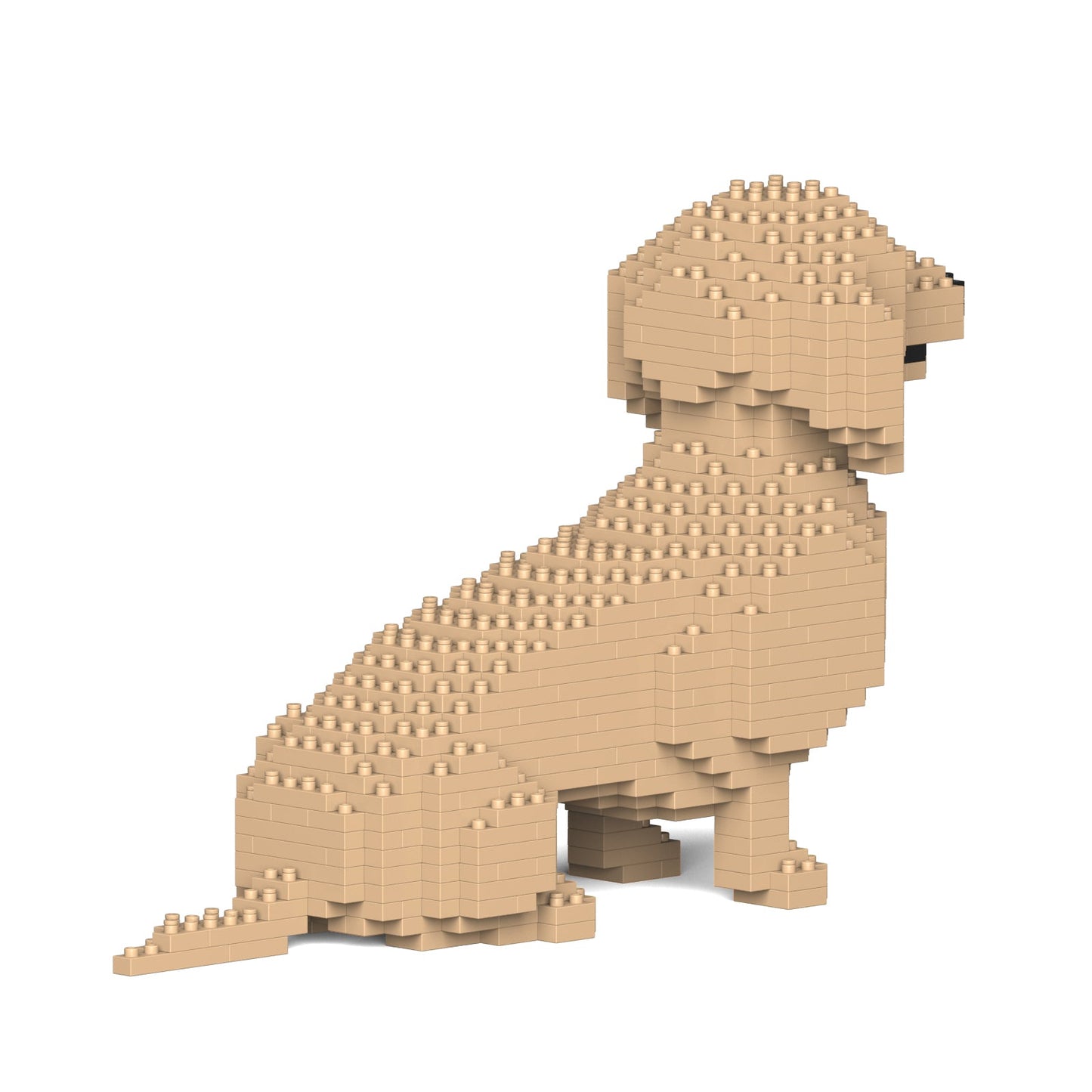 Dachshund 03-M03
