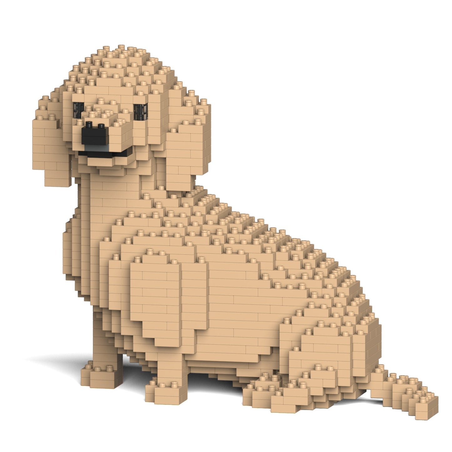 Dachshund 05-M03