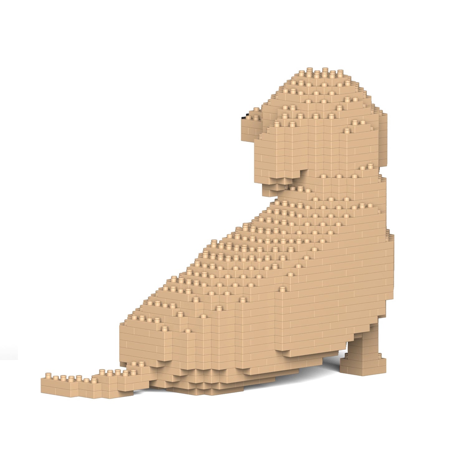 Dachshund 05-M03