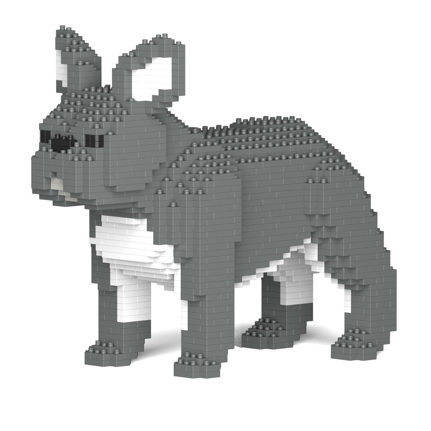 French Bulldog 02-M05