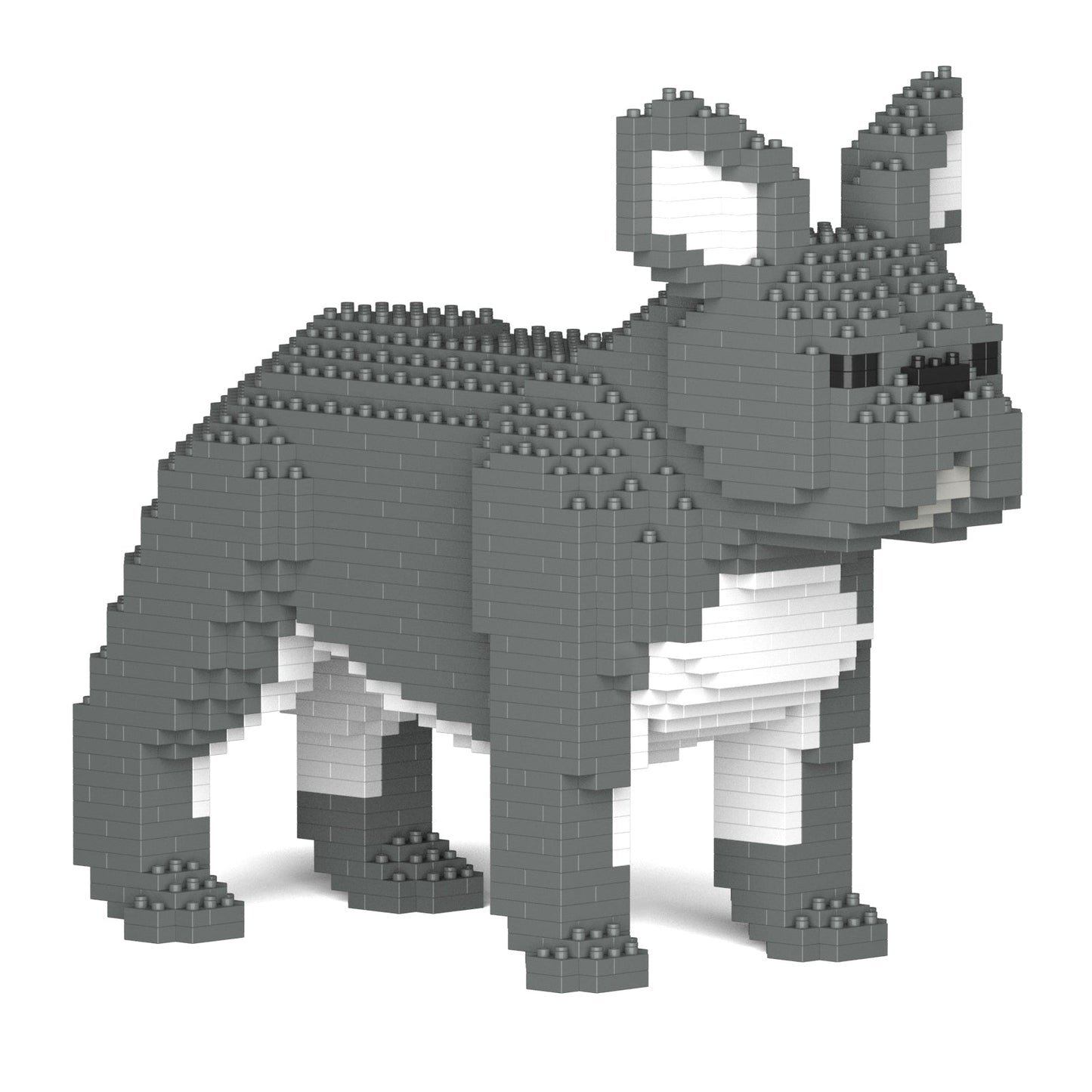 French Bulldog 02-M05