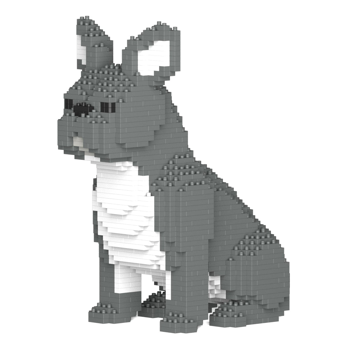 French Bulldog 04-M05