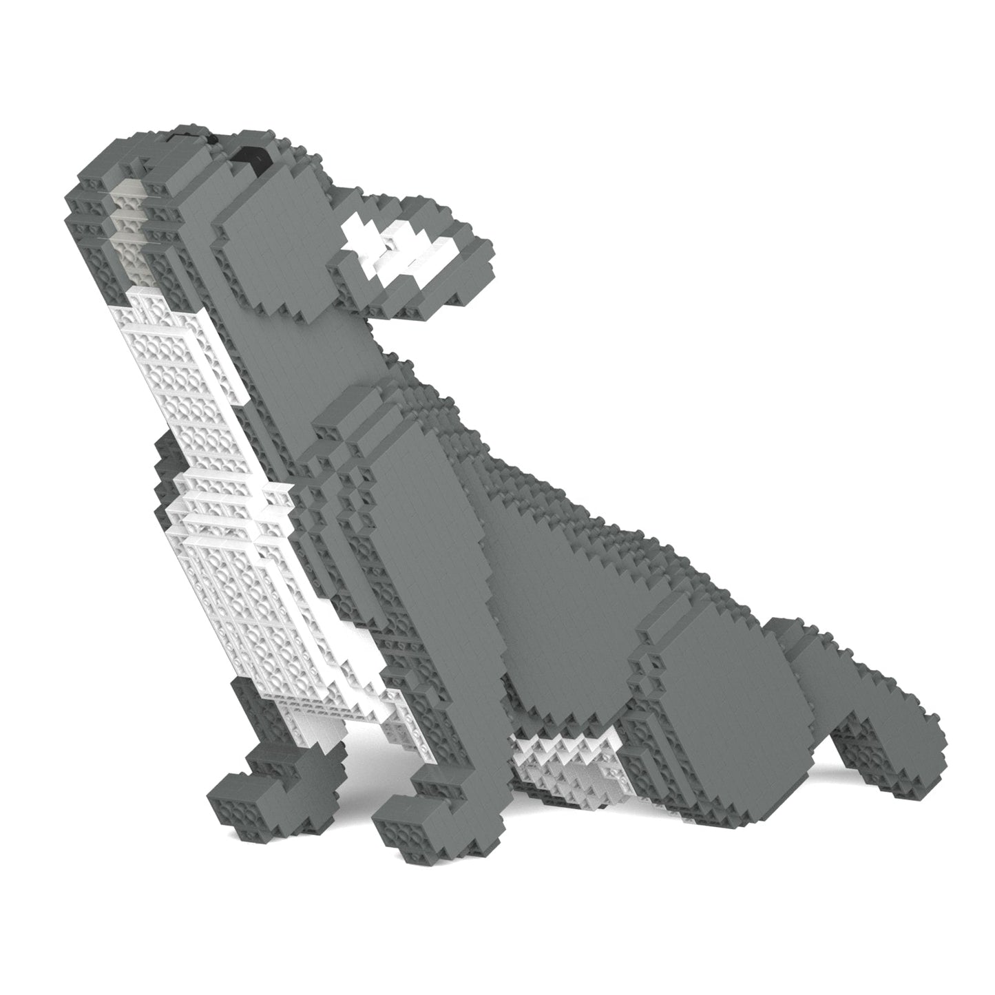 French Bulldog 05-M05