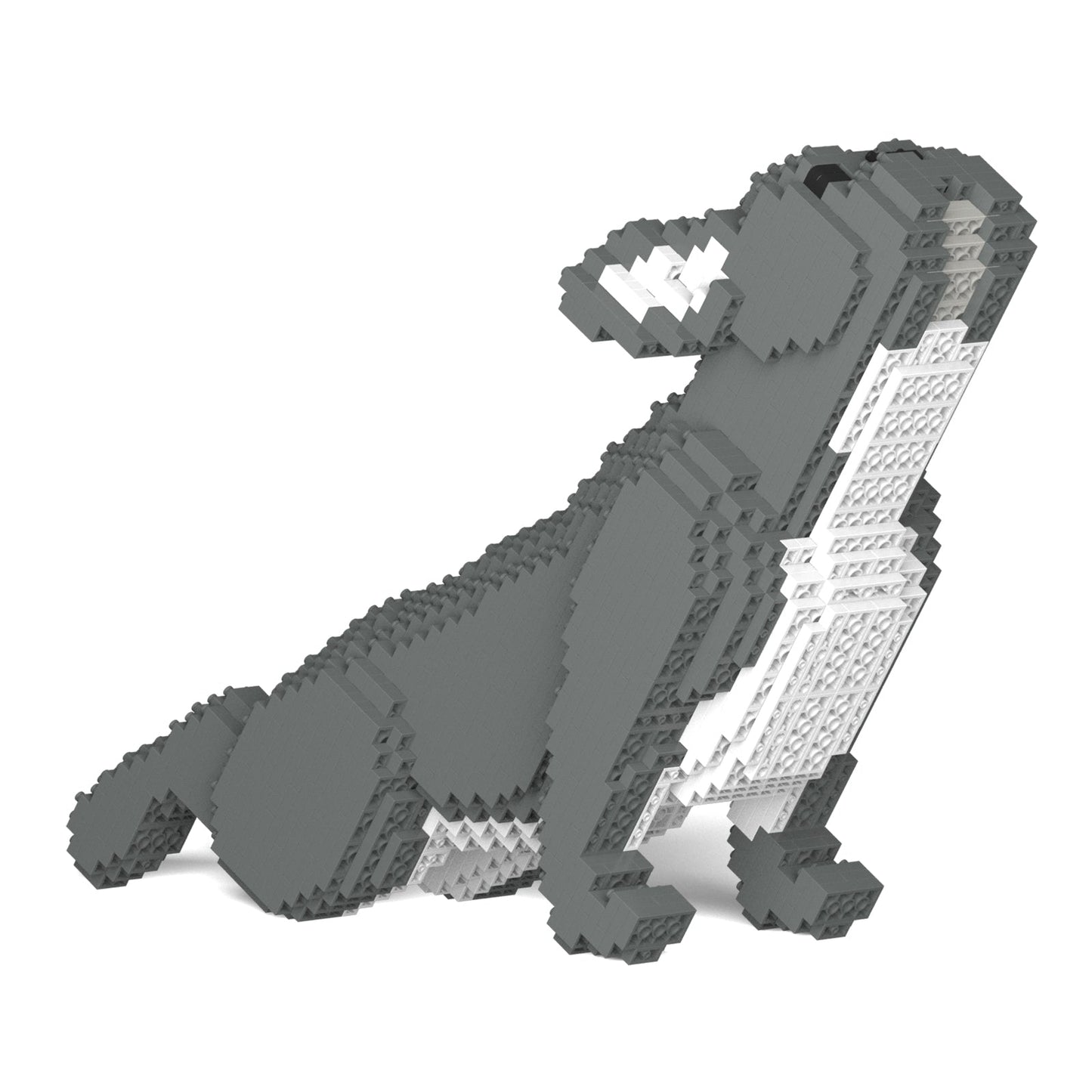 French Bulldog 05-M05