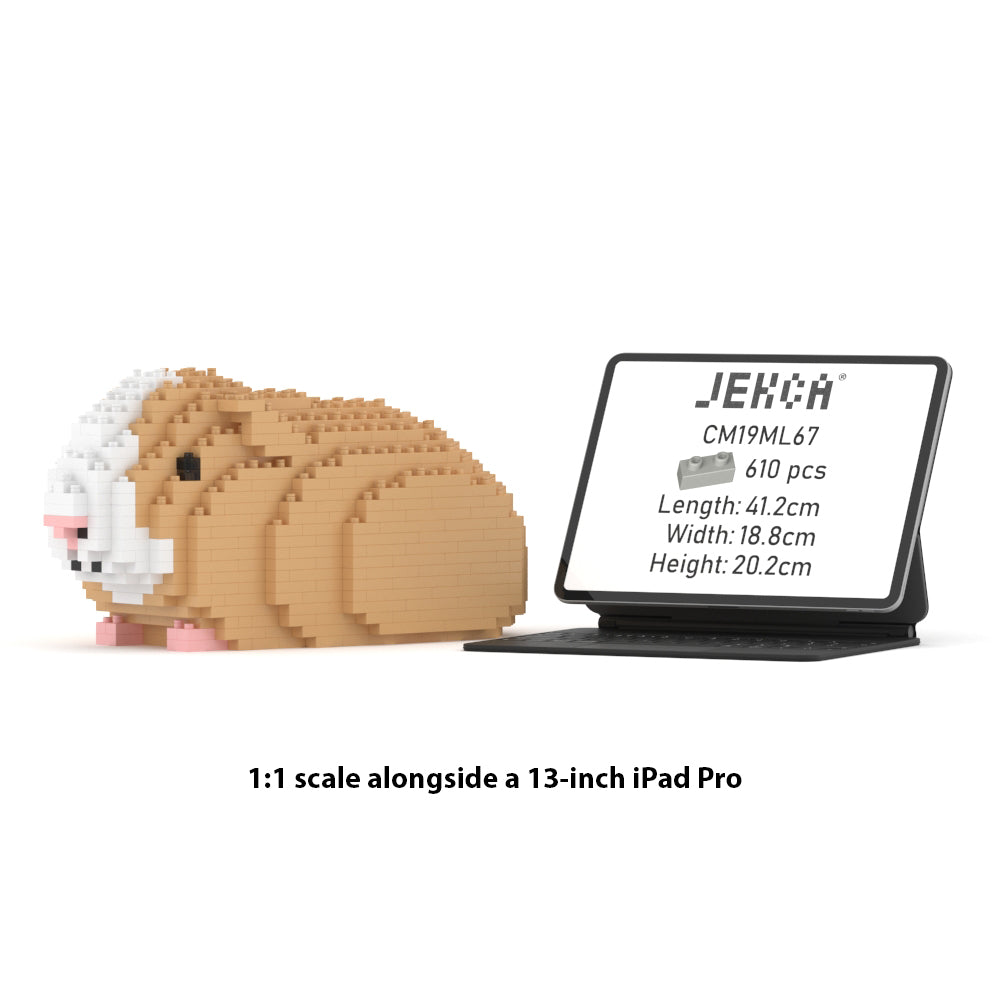 Guinea Pig 01