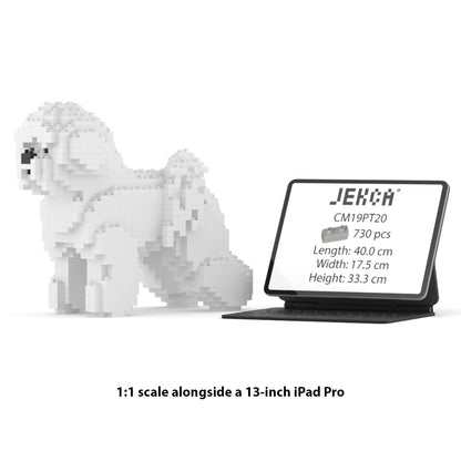 Bichon Frise 01