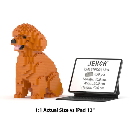 Toy Poodle 03-M04