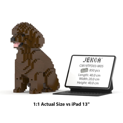 Toy Poodle 03-M05
