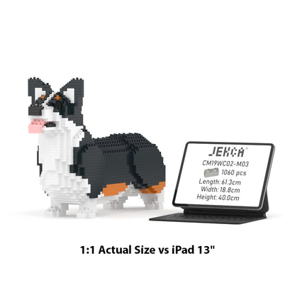 Welsh Corgi 02-M03