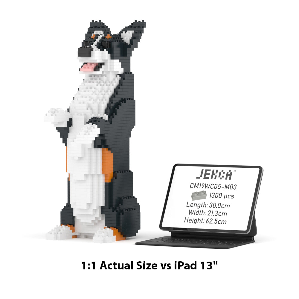 Welsh Corgi 05-M03