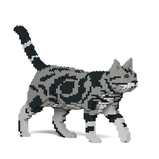 American Shorthair Cat 02S-M01