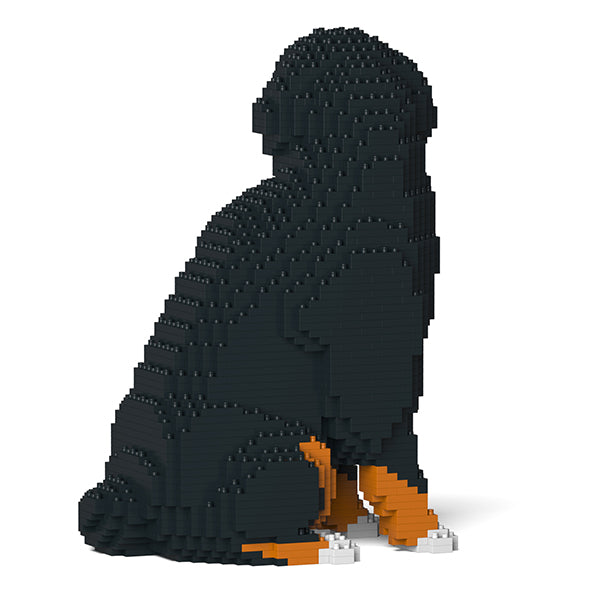 Bernese Mountain Dog 05