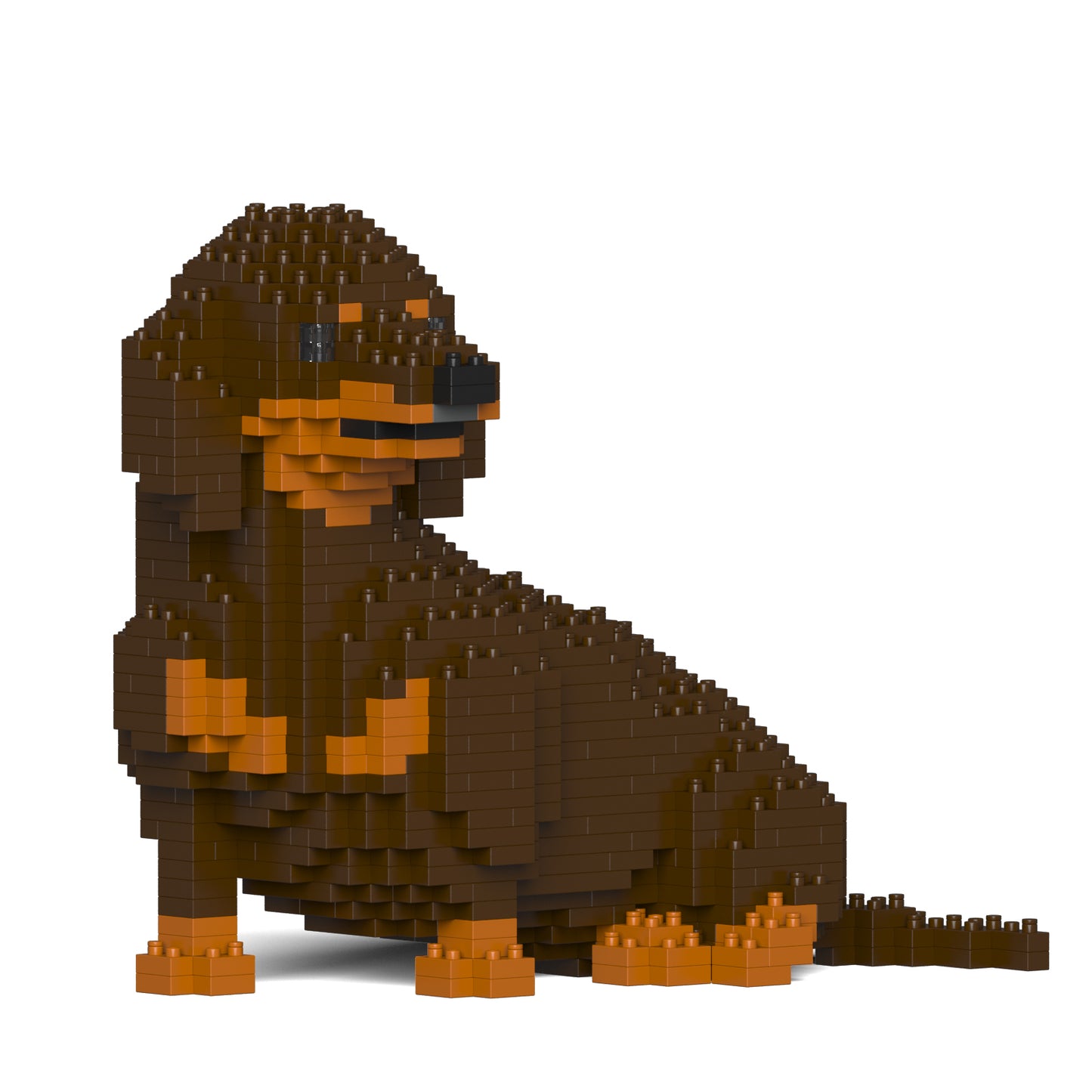 Dachshund 05-M02