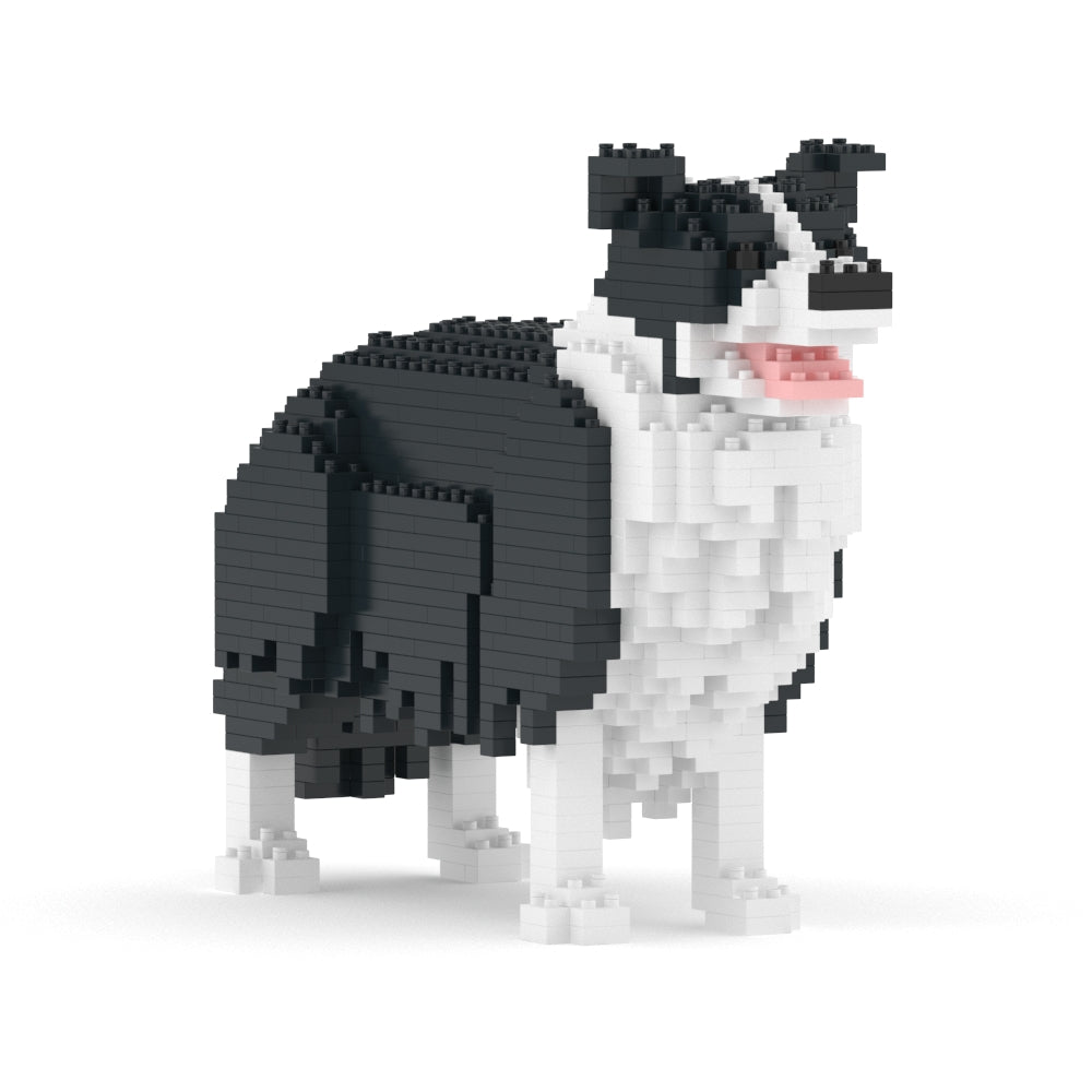 Border Collie 01-M01