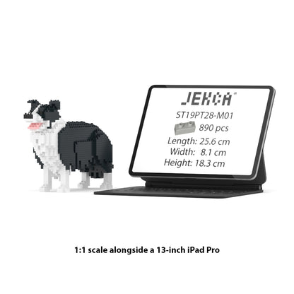 Border Collie 01-M01