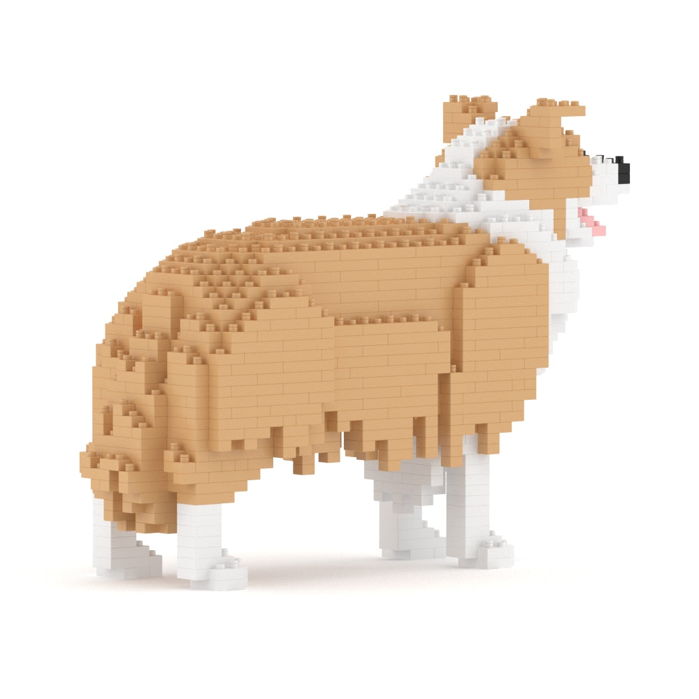 Border Collie 01-M03