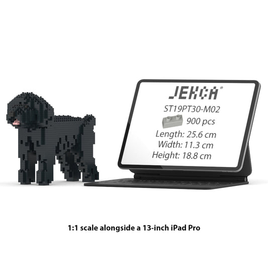 Toy Poodle 01-M02