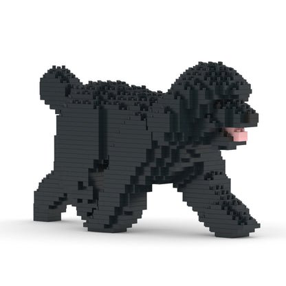 Toy Poodle 02-M02