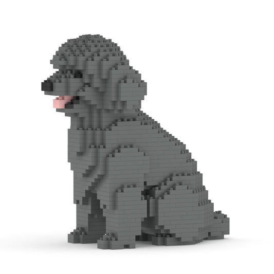 Toy Poodle 03-M06